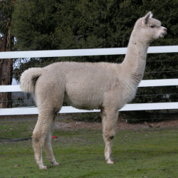 Comanche
