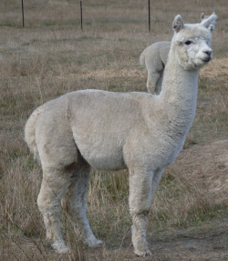 Accoyo Invador