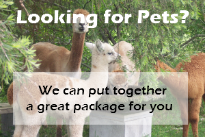 Alpacas - Pets - Packages - Contact Us
